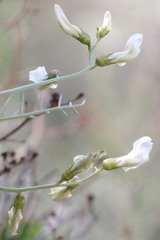 Astragalus pachypus