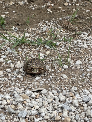 Ornate Box Turtle