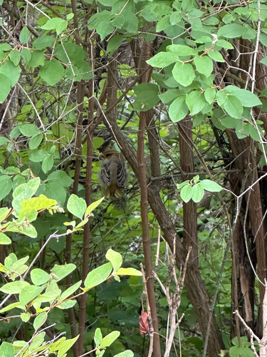 Bullock's Oriole