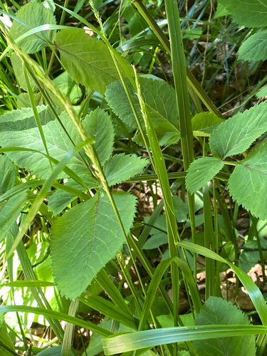 Schedonorus giganteus iNat (2)