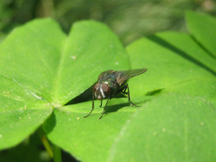 Luciliinae
