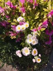 Erigeron philadelphicus