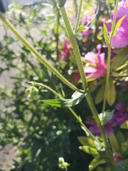 Erigeron philadelphicus