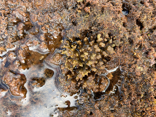 Pocillopora damicornis, 2026-06-04