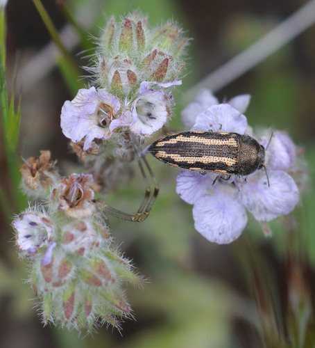 Acmaeodera nigrovittata