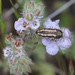 Acmaeodera nigrovittata - Photo (c) Paul G. Johnson,  זכויות יוצרים חלקיות (CC BY-NC-SA), הועלה על ידי Paul G. Johnson