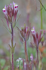 Castilleja brevistyla