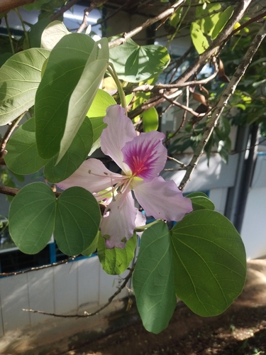 Orchid tree