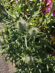 Cirsium vulgare