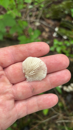 iNaturalist observation photo of Flat Crep