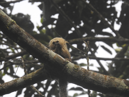 Buffy-headed Marmoset