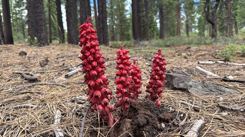 iNaturalist observation photo of Snowplant