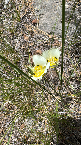 iNaturalist observation photo of Leichtlin's Mariposa Lily