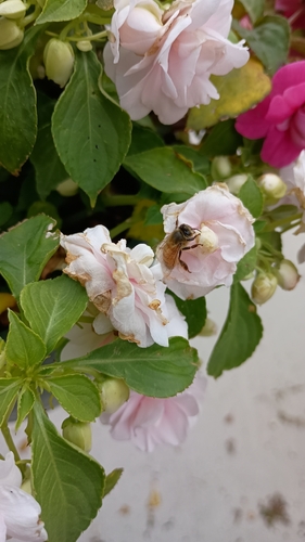 Western Honey Bee