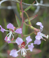 Clarkia tembloriensis