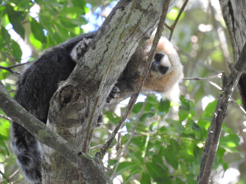 Buffy-headed Marmoset