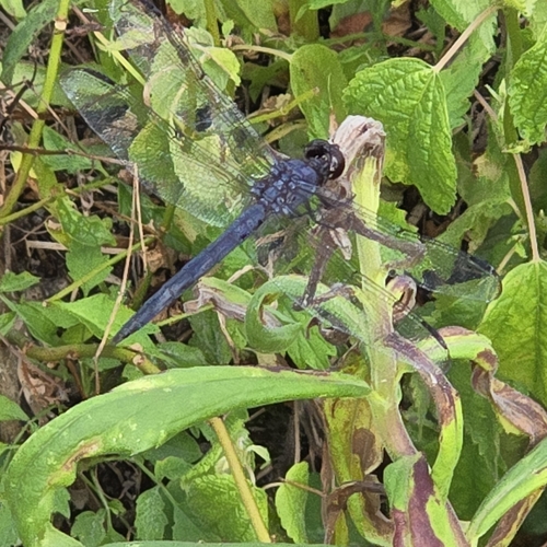 Slaty Skimmer