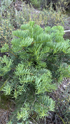 iNaturalist observation photo of white fir