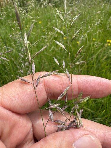 iNaturalist observation photo of Fescues