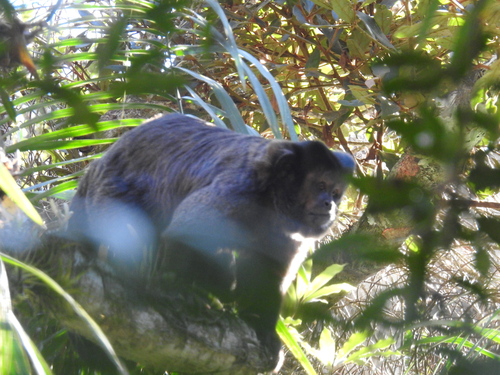 Black capuchin