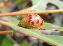 Paropsis obsoleta