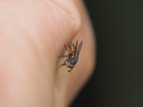 Ceromya bicolor
