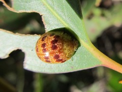 Paropsis obsoleta