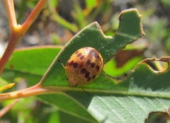 Paropsis obsoleta