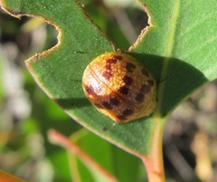 Paropsis obsoleta