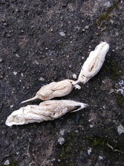 Panthera pardus fusca