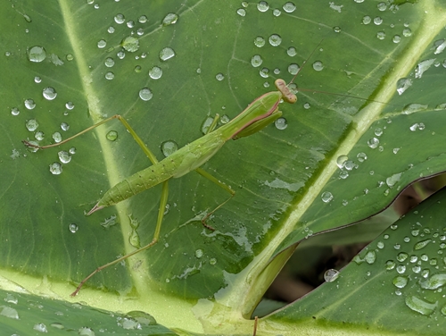 Flag Mantis