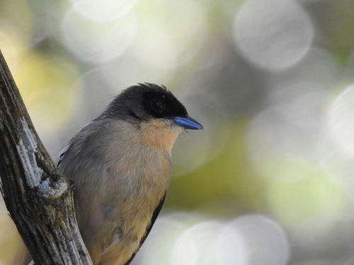 Black-goggled Tanager