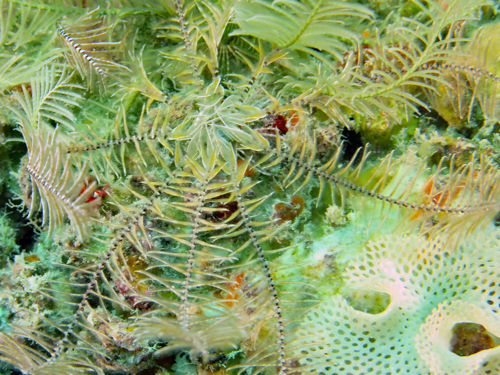 Dorometra parvicirra