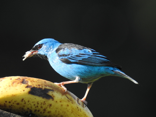 Blue Dacnis