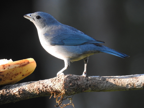 Sayaca Tanager