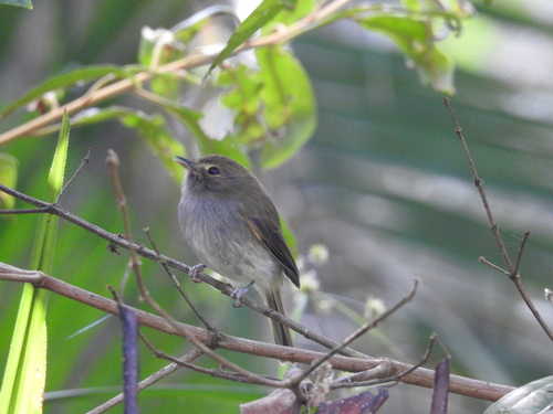 Drab-breasted Pygmy-Tyrant