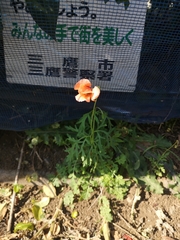 Papaver dubium