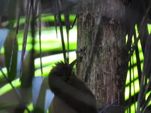 Plain-winged Woodcreeper