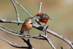 Epthianura tricolor