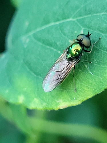 Broad Centurion Fly