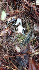 Monotropastrum humile glaberrimum