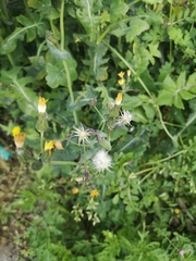 Sonchus oleraceus