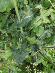Sonchus oleraceus