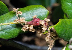 Callirhytis congregata