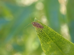 Chinamiris aurantiacus