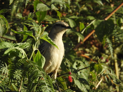 Chalk-browed Mockingbird