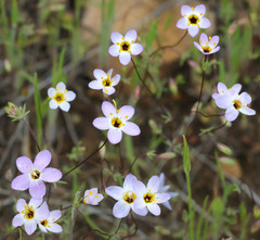 Leptosiphon ambiguus