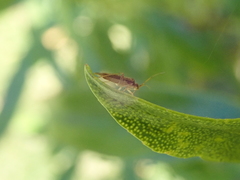 Chinamiris aurantiacus