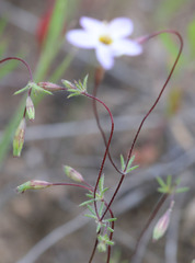 Leptosiphon ambiguus