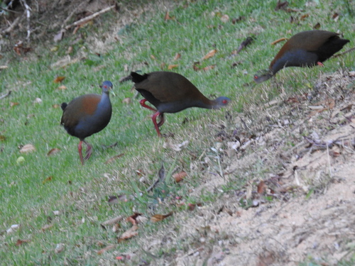 Slaty-breasted Wood-Rail